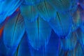 Blue parrot feathers pattern as textured background