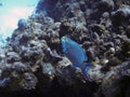 Blue Parrot Fish Royalty Free Stock Photo
