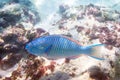 Blue parrot fish in the water of Andaman Sea Royalty Free Stock Photo