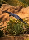 Blue parrot in flight Royalty Free Stock Photo