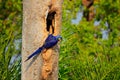 Blue parrot in green tropic forest. Big blue parrot Hyacinth Macaw, Anodorhynchus hyacinthinus, in tree nest cavity, Pantanal, Bra