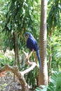Blue parrot, Jungle Island, Miami, Florida
