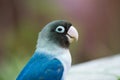 Blue parrot lovebird on blurred background