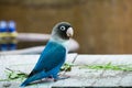 Blue parrot lovebird playing on table