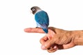 Parrot lovebird sitting on hand on white background