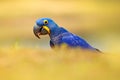 Blue parrot. Portrait big blue parrot Hyacinth Macaw, Anodorhynchus hyacinthinus, with drop of water on the bill, Pantanal, Brazil Royalty Free Stock Photo