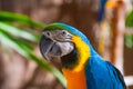 Blue Parrot Portrait With Yellow Neck
