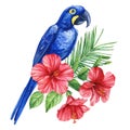 Blue parrot. Tropical watercolor bird, flowers and palm leaves. exotic bird and flora isolated on white background Royalty Free Stock Photo