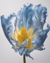 Blue Parrot Tulip