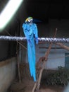 Blue parrot zoo nainital uttrakhand Royalty Free Stock Photo