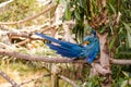 Blue parrot at the zoo Royalty Free Stock Photo