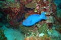 Blue Parrotfish Royalty Free Stock Photo