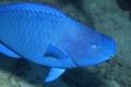 Portrait of a Blue Parrotfish, Scarus coeruleus Royalty Free Stock Photo