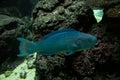 The Blue parrotfish Scarus coeruleus. Royalty Free Stock Photo
