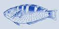 Blue parrotfish scarus coeruleus in profile view Royalty Free Stock Photo