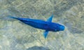 Blue Parrotfish Royalty Free Stock Photo