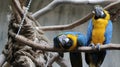 Blue Parrots at Bird Kingdom Aviary, Niagara Falls, Canada.