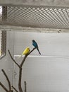 blue parrots in the cage