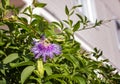 Blue pasiflora flower on a background of green leaves Royalty Free Stock Photo