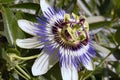 Blue passion flower