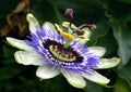 Blue Passion Flower Royalty Free Stock Photo