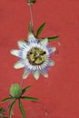 Blue passion flower Royalty Free Stock Photo