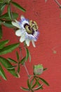 Blue passion flower Royalty Free Stock Photo