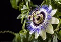 Blue passion flower