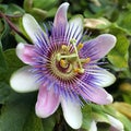 Blue Passion Flower - Passiflora caerulea Royalty Free Stock Photo