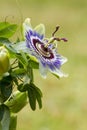 Blue passion flower Royalty Free Stock Photo