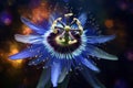 Blue passion flower. Passiflora caerulea. Big beautiful flower