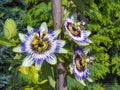 Blue passion flower (Passiflora caerulea) Royalty Free Stock Photo