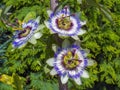 Blue passion flower (Passiflora caerulea) Royalty Free Stock Photo