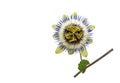 Blue passion flower. Passiflora caerulea Royalty Free Stock Photo