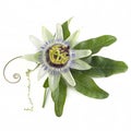 Blue passion flower  Passiflora caerulea on a white background Royalty Free Stock Photo