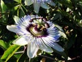 Blue passion flower-Passiflora