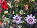 Blue passion flower-Passiflora