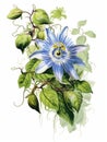 Blue passion flower with purple petals, surrounded by green leaves and stems. It is placed on top of an artistic