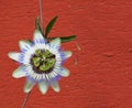 Blue passion flower Royalty Free Stock Photo