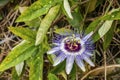 Blue passion flowers and leaves in nature Royalty Free Stock Photo