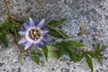 Blue passion flowers and leaves in nature Royalty Free Stock Photo