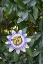 Common passion flower plant, Passiflora caerulea, in full bloom with a blue-white flower displaying showy fringe Royalty Free Stock Photo