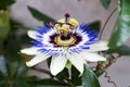 Blue passionflower close up, passiflora caerulea Royalty Free Stock Photo