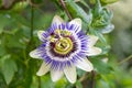 Blue passionflower Passiflora caerulea, flower in close-up Royalty Free Stock Photo