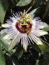 A blue passionflower, Passiflora caerulea, with a bee pollinating Royalty Free Stock Photo