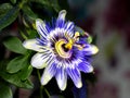 Blue passionflower - Passiflora caerulea Royalty Free Stock Photo