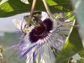 Blue passionflower / Passiflora caerulea / bluecrown passionflower, common passion flower, Blaue Passionsblume, passiflore bleue Royalty Free Stock Photo