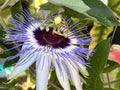 Blue passionflower / Passiflora caerulea / bluecrown passionflower, common passion flower, Blaue Passionsblume, passiflore bleue Royalty Free Stock Photo