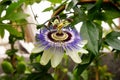 The blue passionflower Royalty Free Stock Photo