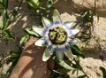 Blue passionflower, Passiflora caerulea Royalty Free Stock Photo